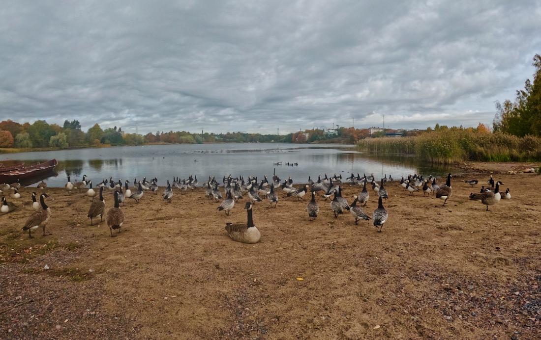 Wildgaense in Helsinki