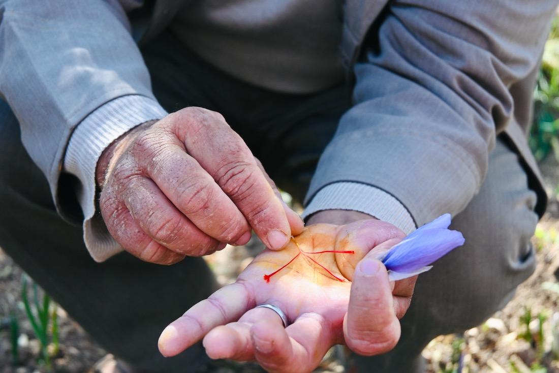 Safran Faehden in Taliouine