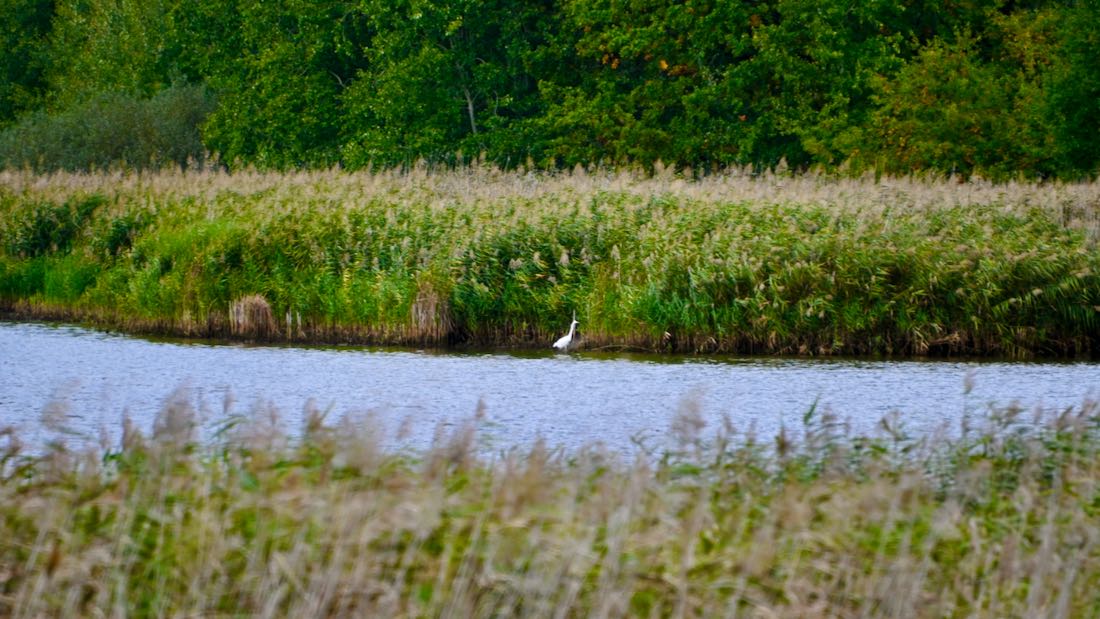 Ein Reiher sucht Fische in der Oberlausitz