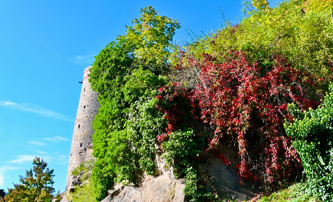 Stadtbauer in Bautzen bewachsen