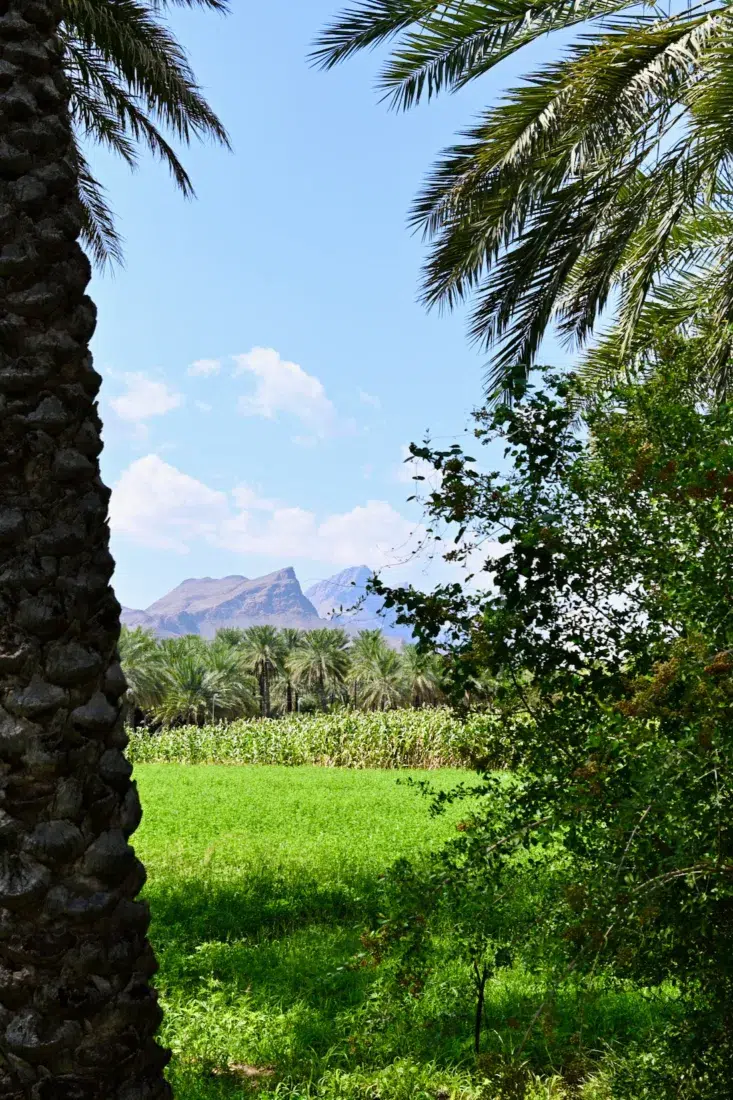 Die Oase von Al Hamra