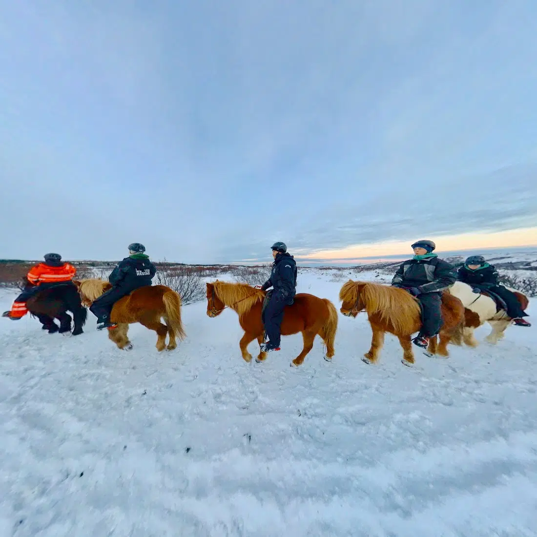 Fravely auf Islandpferden in Reykjavik mit Ishestar riding