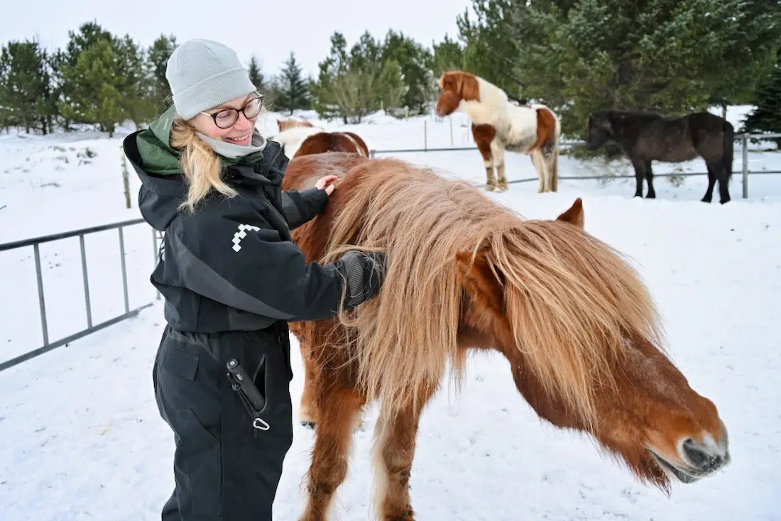 Melanie streichelt Islandpferde in Reykjavik bei Ishestar
