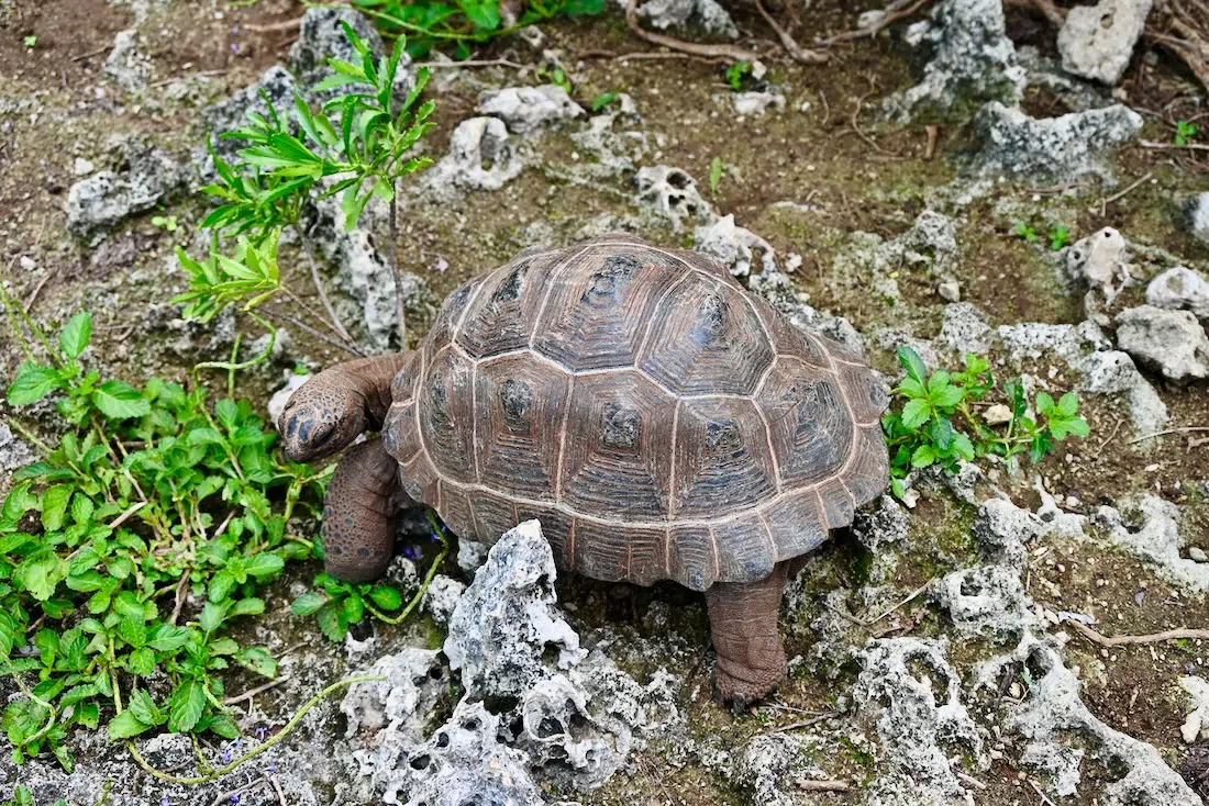 Junge Riesenschildkröte auf Rodrigues im Francois Legua Reservat