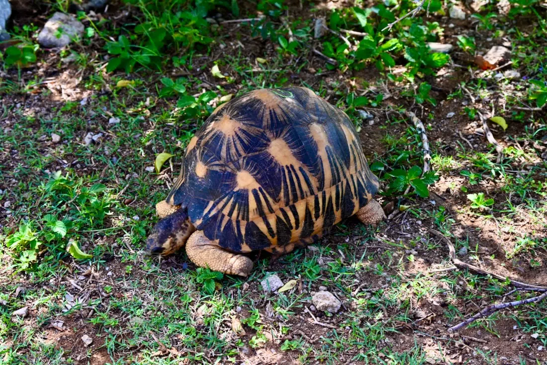 Madagassische Spinnenschildkröte im Francois Legua Reservat
