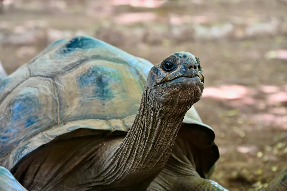 Schildkröte im Francois Legua Reservat auf Rodrigues