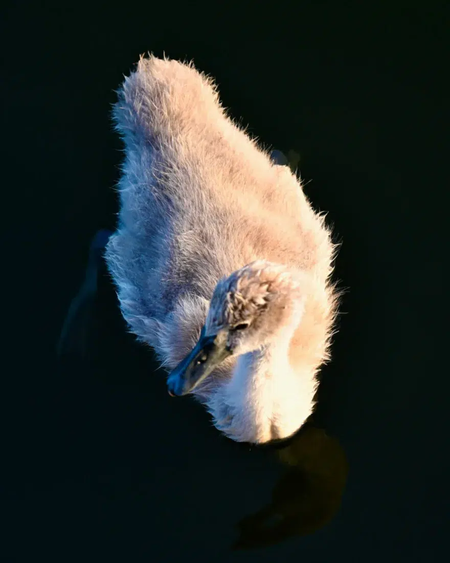 Junger Schwan im Wasser