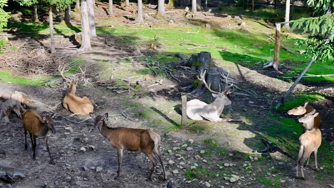 Hirsche im Waldes im Wildpark Waldhaus Mehlmeisel im Fichtelgebirge