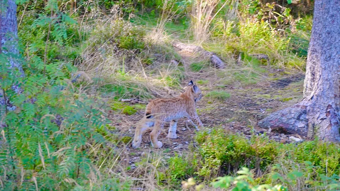 Luchs im Waldes im Wildpark Waldhaus Mehlmeisel