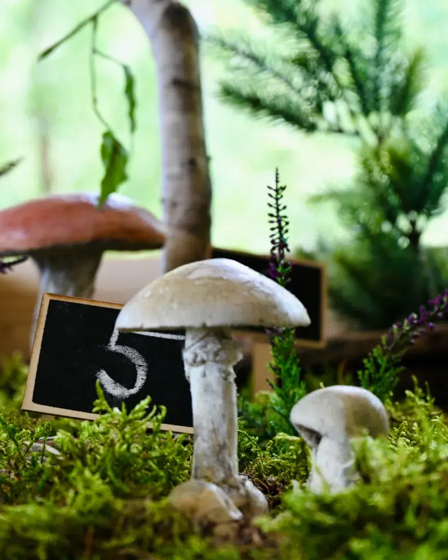 Pilze im Infozentrum Epprechtstein