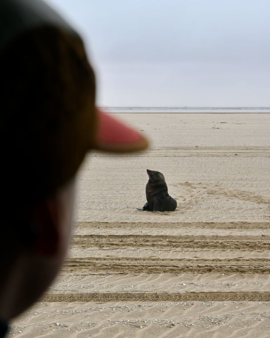 Ben schaut auf Robbe in Walfis Bay