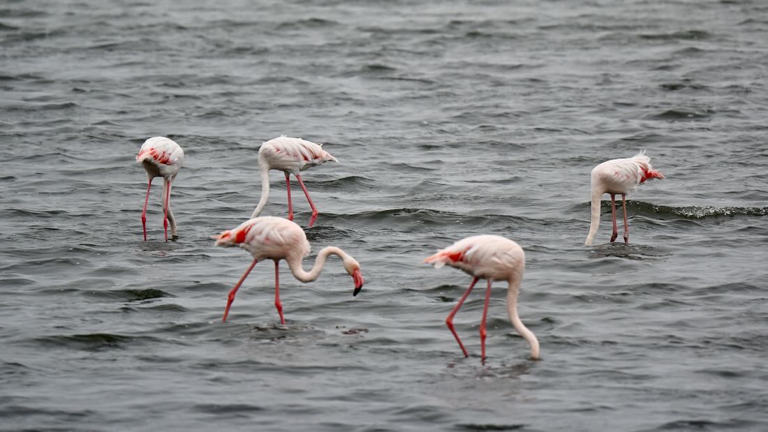 Flamingos im Wasser von Walfis Bay