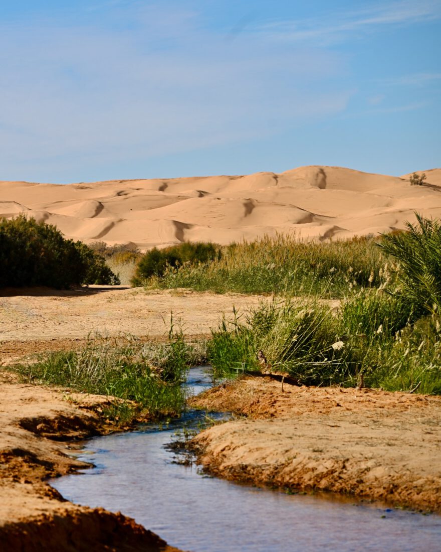 Wasser vom Lac Houidhat mitten in der Sahara in Tunesien