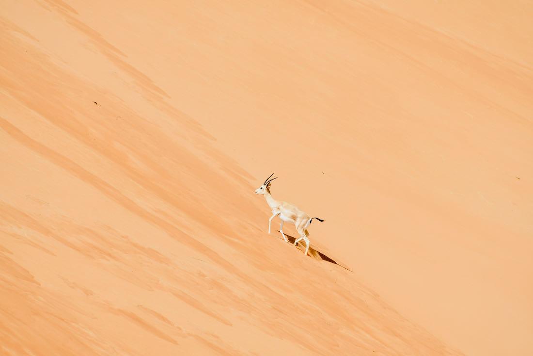Eine Gazelle in der Liwa Wüste