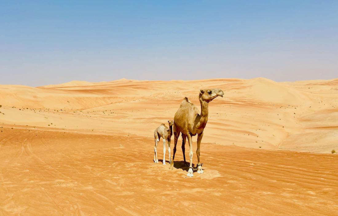 Kamele in der Liwa Wüste