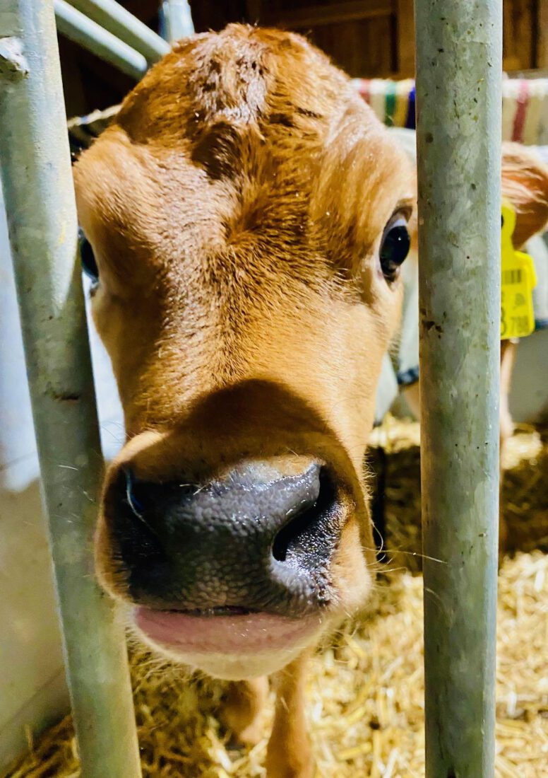 Kälbchen im Bauernhof in Itter